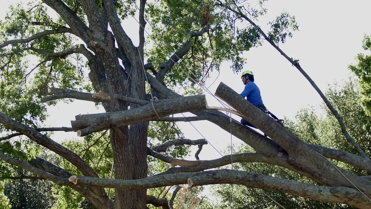 Professional Crown Thinning performed by certified arborists in Sharon Springs