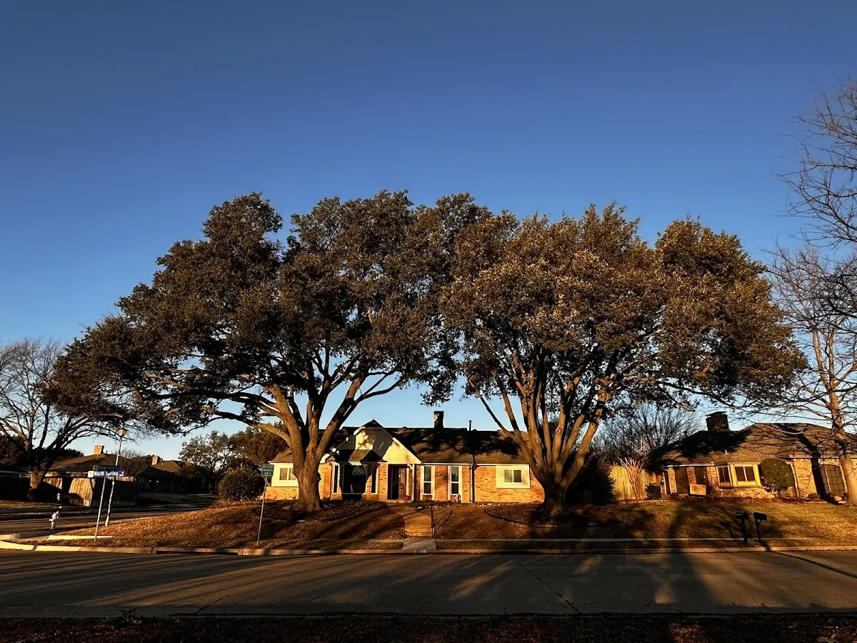 Established residential canopy tree shading a home in Sharon Springs